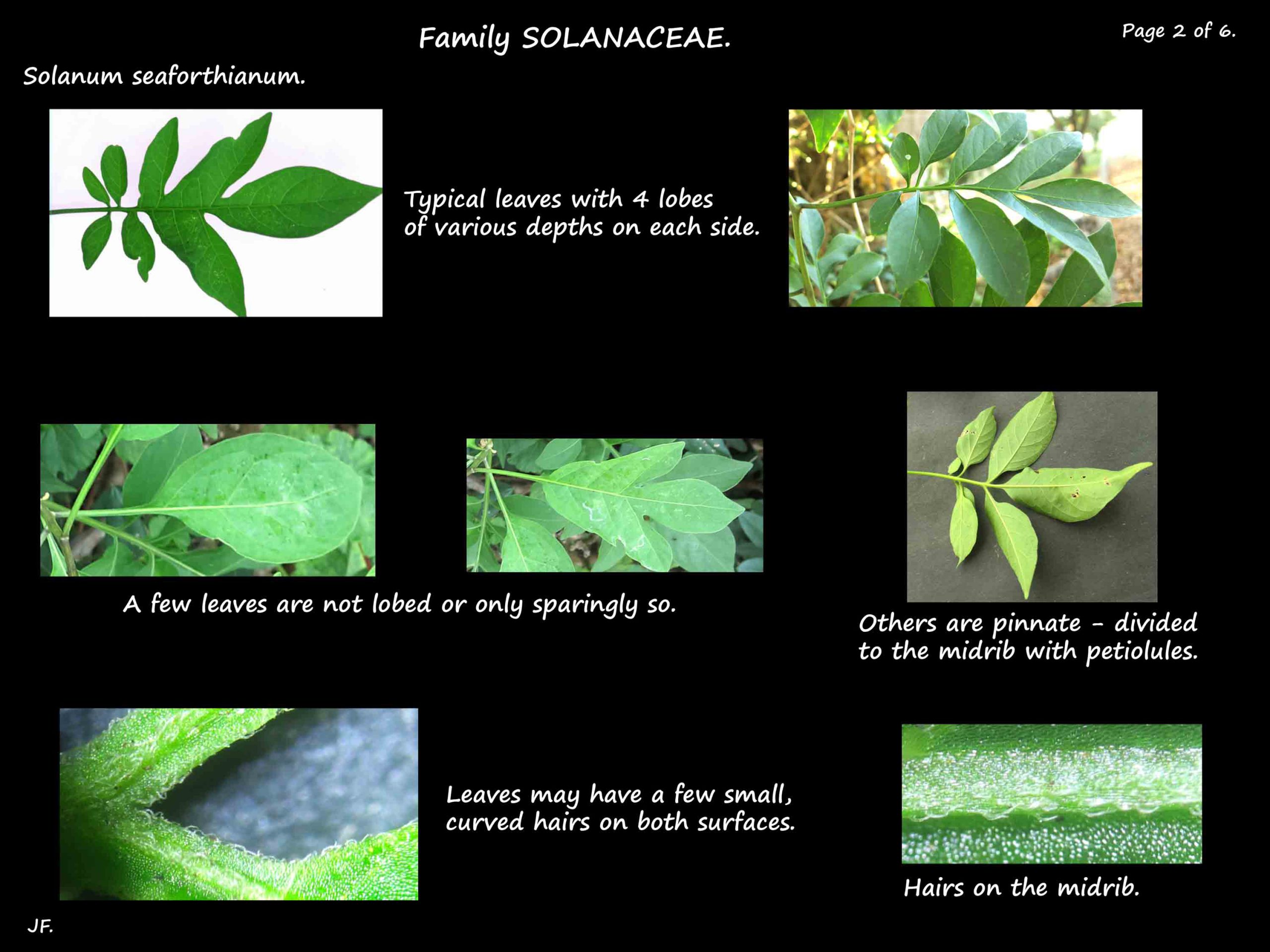 2 Solanum seaforthianum leaves